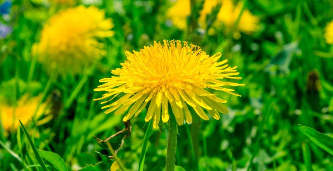 Dandelion flower