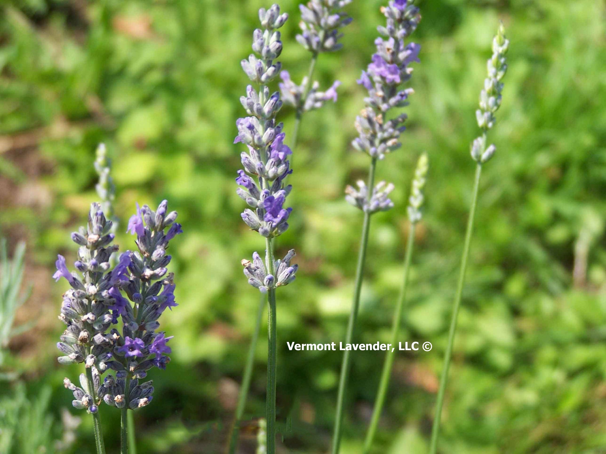 Vermont lavender with bumble bee by Vermont Lavender LLC
