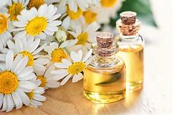 Chamomile herb essential oil