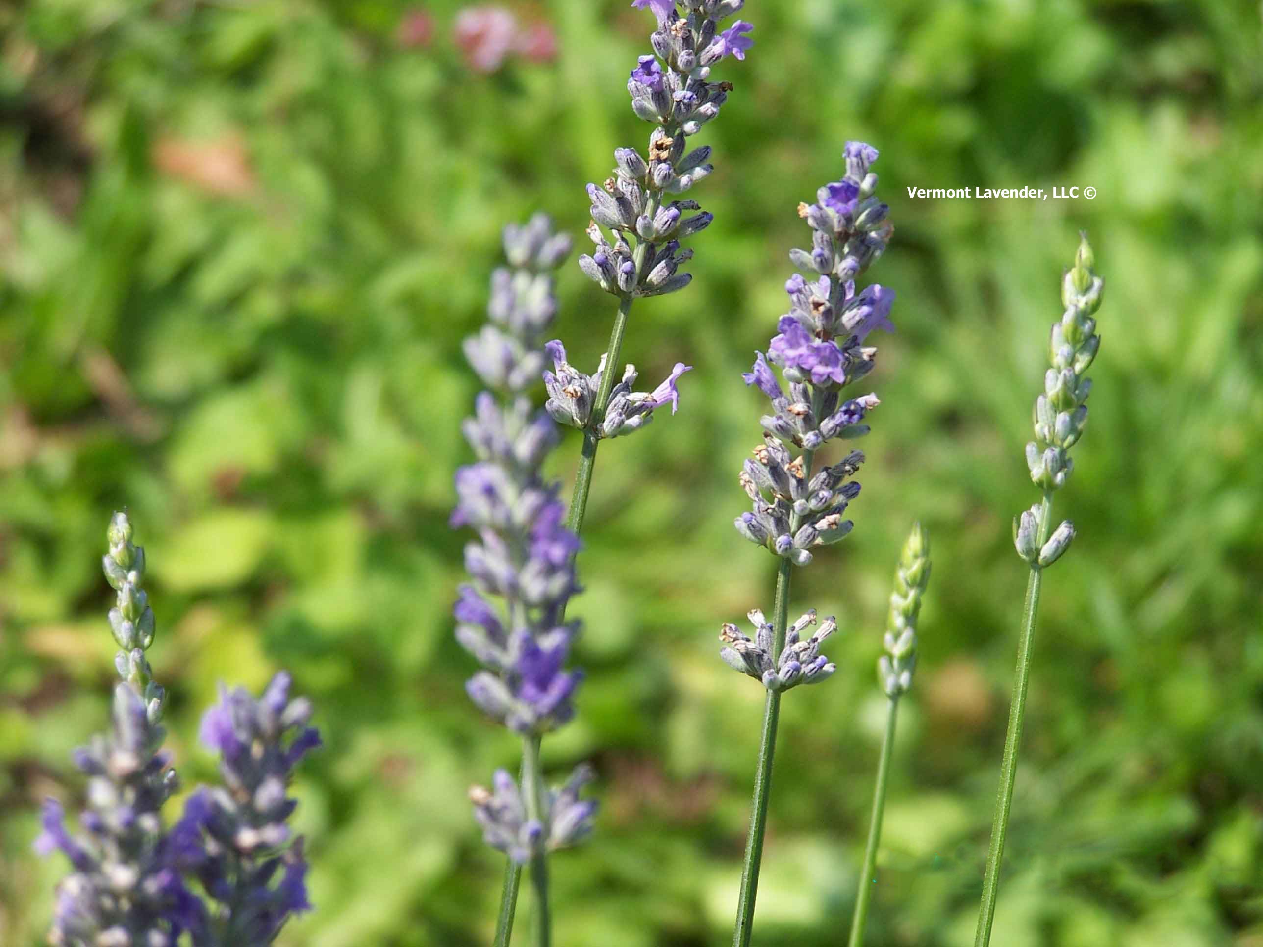 Lavender at the Bud Stage