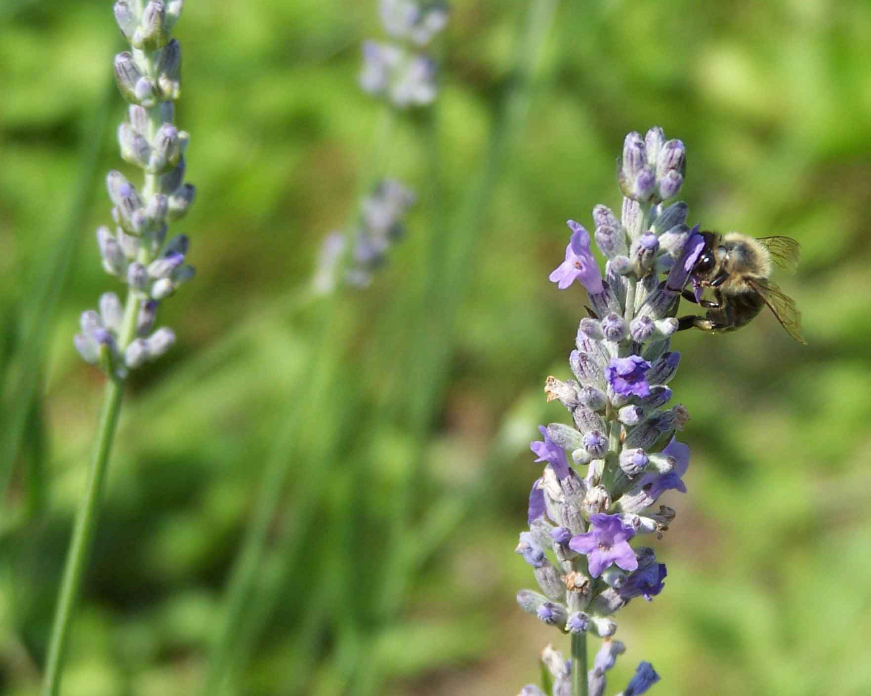 Lavender #1 Ingredient in Skin Care