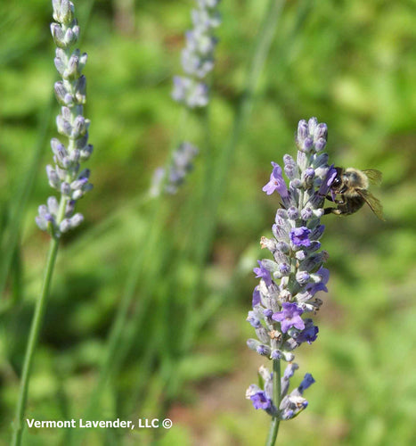 Lavender #1 Ingredient in Skin Care