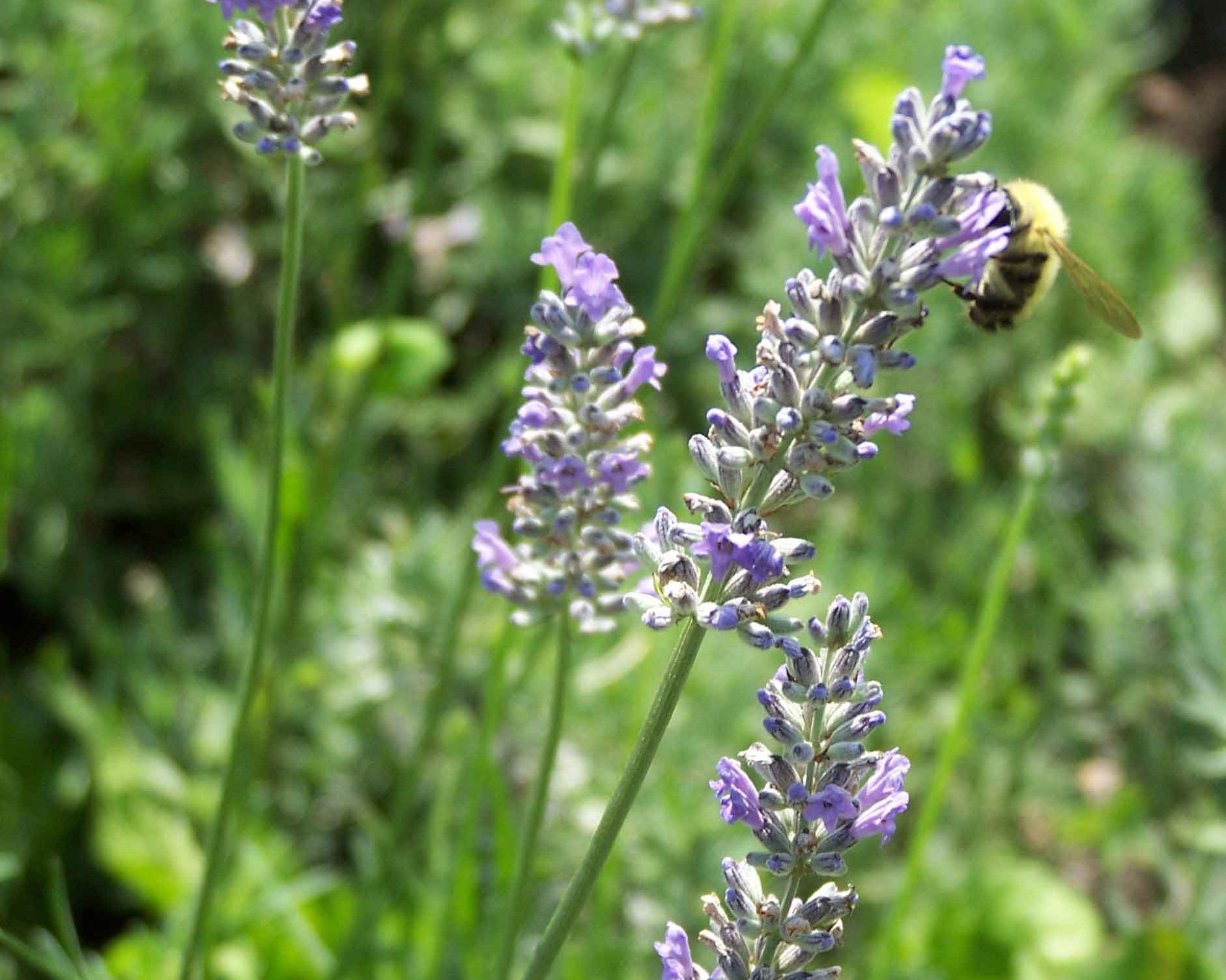 Vermont Lavender LLC lavender herb garden being visited by a busy bumble bee - munstead lavender growing lavender in a cold climate