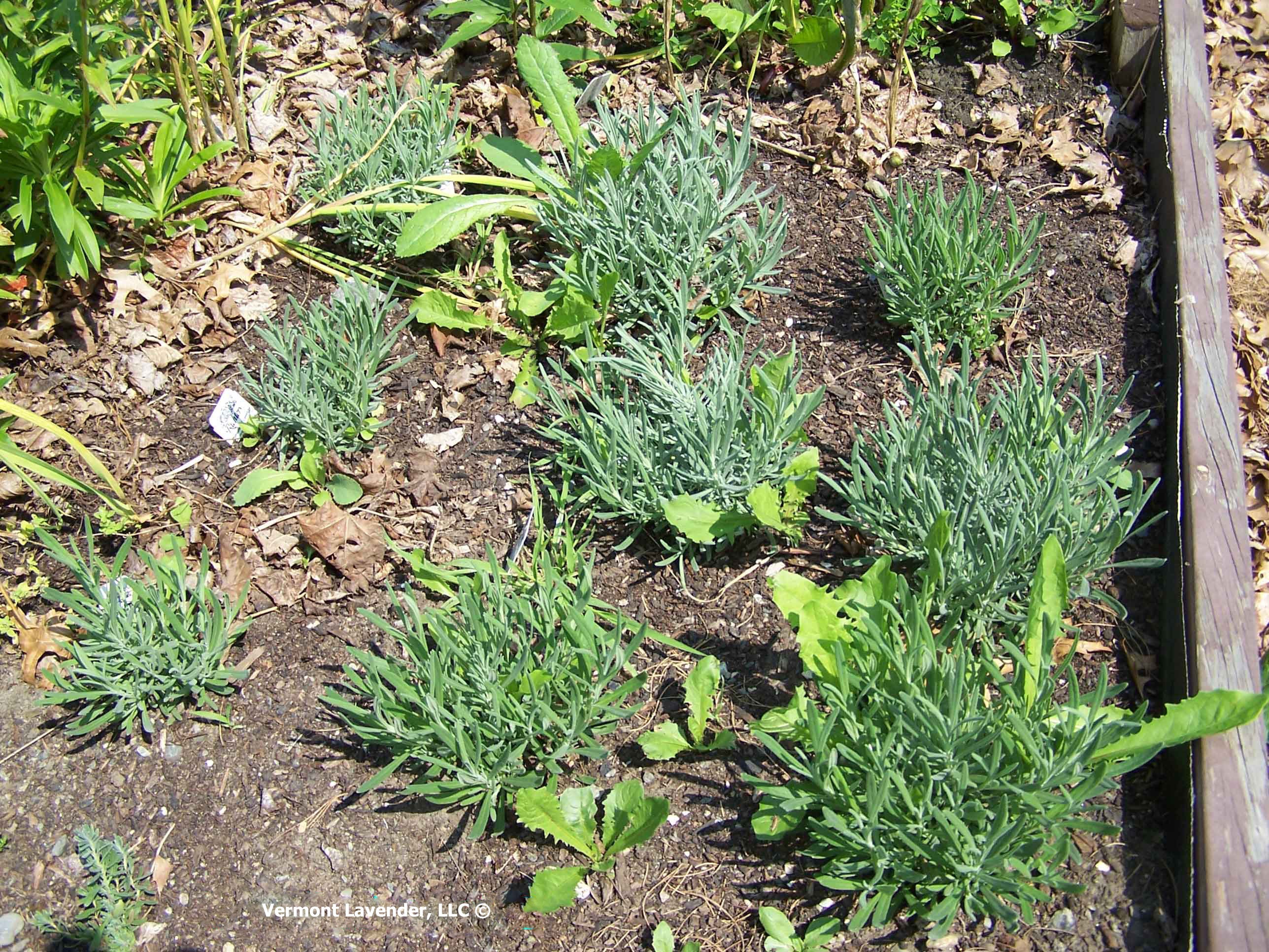 What Lavender Does Vermont Lavender Grow?