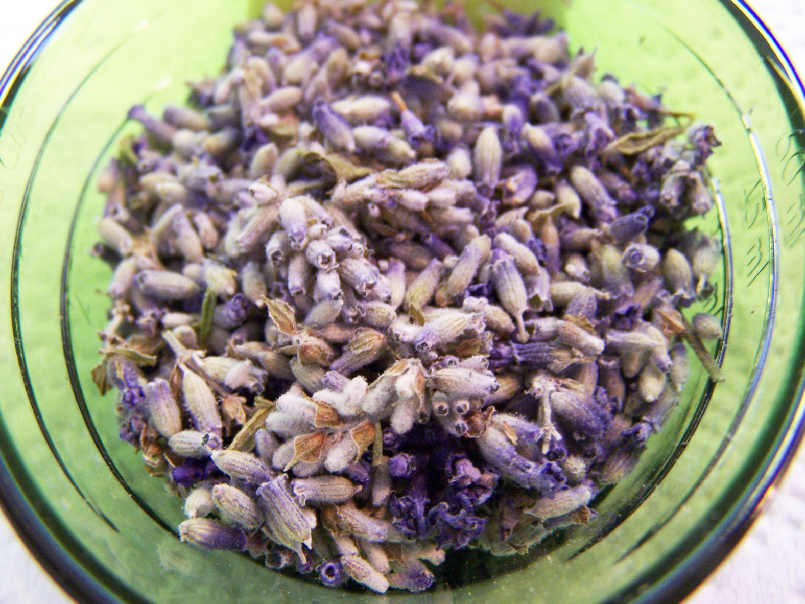 Lavender flower buds grown in  my lavender herb garden beds by Vermont Lavender