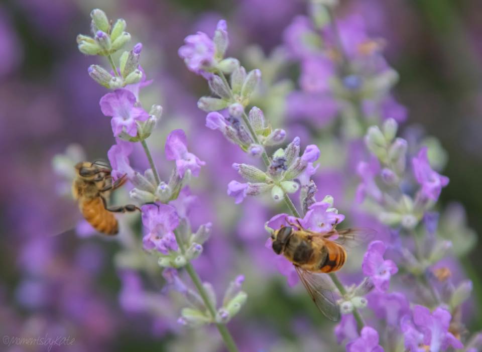 Lavender_BeesLav.jpg